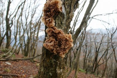 DSC04888.jpg (146.8 KiB) 閲覧された回数 2934 回 ぶよぶよぐにゅぐにゅ