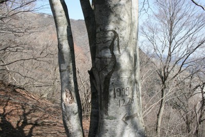 これは、プレートとは関係ありません