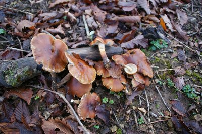 DSC04894.jpg (201.64 KiB) 閲覧された回数 2934 回 エノキタケ??