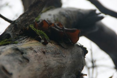 DSC04925.jpg (90.11 KiB) 閲覧された回数 2934 回 キクラゲ