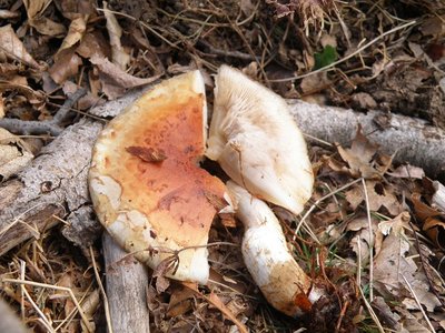 たぶんチャナメツム