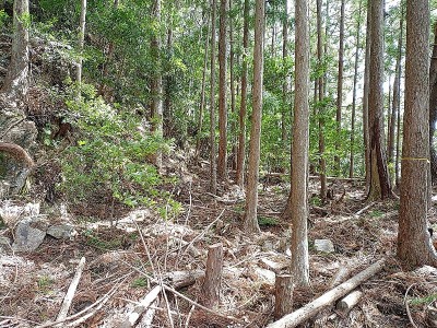 2024-03-20_11-23-45.jpg (314.32 KiB) 閲覧された回数 2785 回 530m地点の平場(京良谷駅跡)