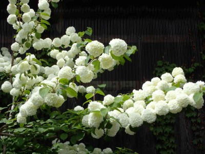 P5020011.jpg (78.04 KiB) 閲覧された回数 4371 回 コデマリ?