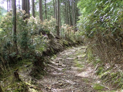 P5020023.jpg (152.23 KiB) 閲覧された回数 4371 回 高見峠への道