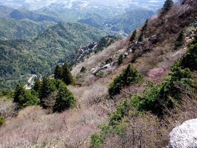 20240428-10.jpg (199.2 KiB) 閲覧された回数 6634 回 4/28御在所中道