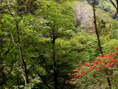 ヤマザクラとヤマツツジには裏年は無いのかな？