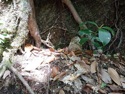 2024-05-05_09-45-50.jpg (257.22 KiB) 閲覧された回数 4441 回 後ろの岩の右上の穴の石仏①