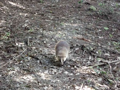 大定峠のタヌキ