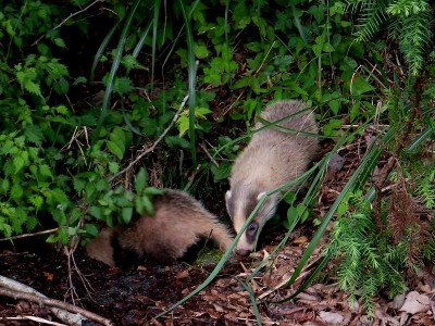 ゆりわれ道登山口の近くでアナグマ親子４匹を眺めた。