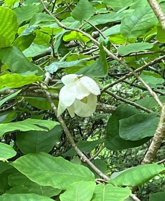 池の横に咲くオオヤマレンゲ