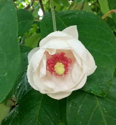 蓮蔵寺に咲くオオヤマレンゲs.jpg (31.29 KiB) 閲覧された回数 10001 回 お寺に咲くオオヤマレンゲ