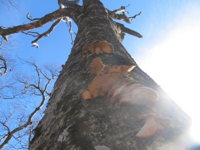 フリーズドライムキタケ？