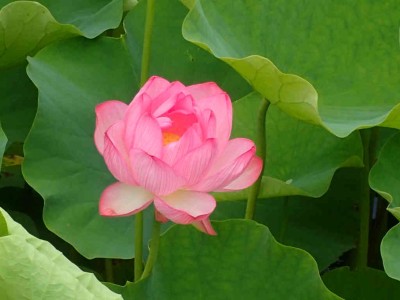 P6260033.jpg (40.31 KiB) 閲覧された回数 7206 回 光法池のハス