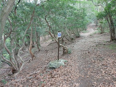 2024-08-03_09-44-12.jpg (288.7 KiB) 閲覧された回数 10157 回 丸山手前の追分から北側の尾根にトラバース