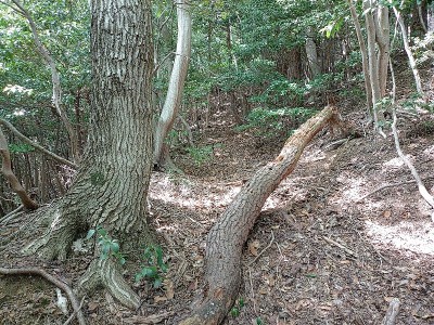 牛廻しからの尾根沿いの牛道