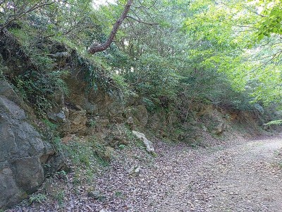 2024-08-03_14-31-29~2.jpg (277.25 KiB) 閲覧された回数 10149 回 林道に合流して切通しへ