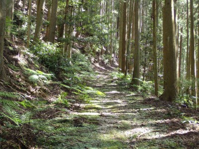 P9250027.jpg (144.79 KiB) 閲覧された回数 7228 回 櫃坂道