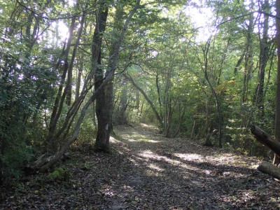 PB060052.jpg (134.21 KiB) 閲覧された回数 4297 回 気持ちの良い道