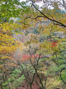 ダイラの見事な紅葉s.JPG