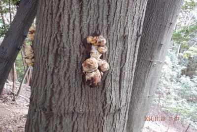 DSCF3280@.JPG (146.17 KiB) 閲覧された回数 6930 回 キノコ