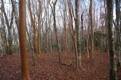 素直なヒメシャラ