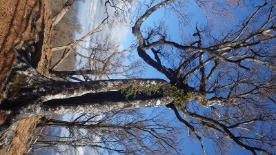 PC040429.jpg (228 KiB) 閲覧された回数 5618 回 シンボルブナ