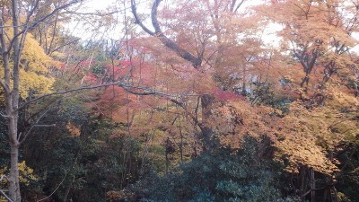 PC040438.jpg (206.09 KiB) 閲覧された回数 5617 回 八知林道沿いの黄葉