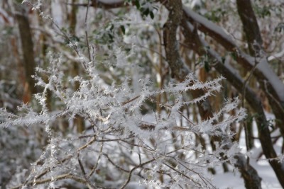 IMGP3778.JPG (116.01 KiB) 閲覧された回数 12562 回 トゲトゲ霧氷