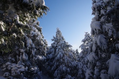 IMGP4139.JPG (146.33 KiB) 閲覧された回数 2939 回 針葉樹林への着雪