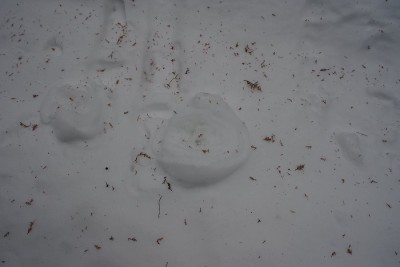 崩れたバームクーヘン