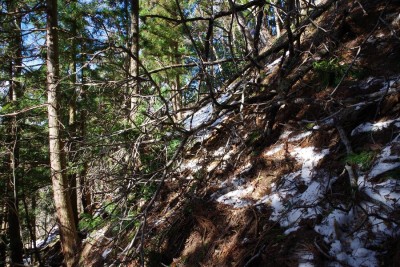 IMGP4368.JPG (251.85 KiB) 閲覧された回数 2956 回 厄介な倒木