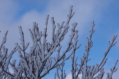 IMGP4608.JPG (97.1 KiB) 閲覧された回数 3615 回 諦めていた霧氷がお出まし