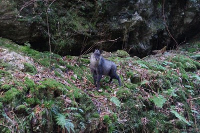 IMGP4883.JPG (220.34 KiB) 閲覧された回数 4402 回 対岸のカモシカ