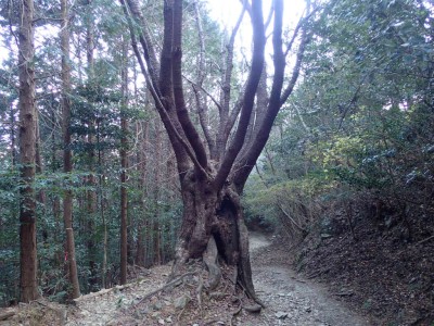 ヤマザクラの大木