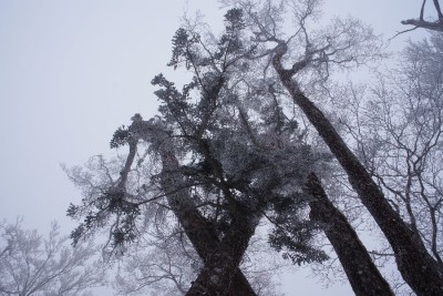 IMGP5050.JPG (184.86 KiB) 閲覧された回数 2285 回 天女の頂の霧氷