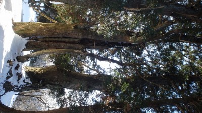 P1050556.jpg (202.04 KiB) 閲覧された回数 6773 回 巨杉