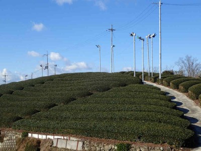 P1080031.jpg (86.35 KiB) 閲覧された回数 3043 回 茶畑