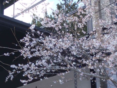 P1080051.jpg (111.56 KiB) 閲覧された回数 3045 回 季節外れのサクラ