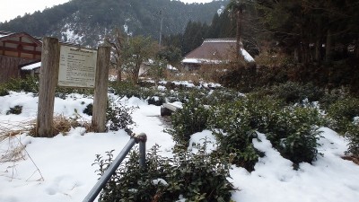 P1140612.jpg (163.71 KiB) 閲覧された回数 6040 回 政所の記念茶樹