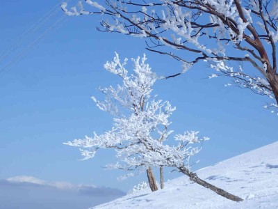 P2250079.jpg (62.34 KiB) 閲覧された回数 2505 回 霧氷