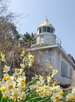神島灯台と水仙