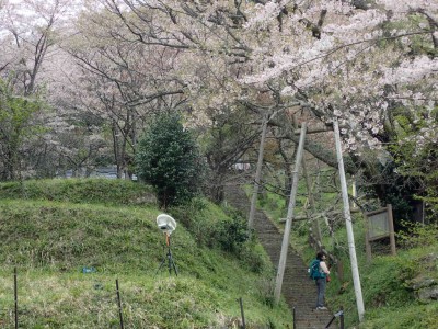 P4180014.jpg (128.79 KiB) 閲覧された回数 1922 回 仏隆寺の千年桜