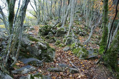 急斜面の尾根のりっぱな道