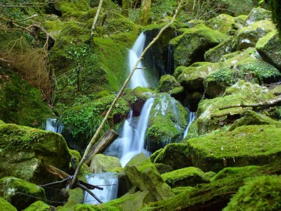 P5080045.jpg (115.68 KiB) 閲覧された回数 1560 回 緑の苔の間を水が流れる