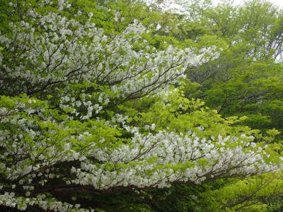 P5150031.jpg (132.98 KiB) 閲覧された回数 2093 回 満開のシロヤシオ