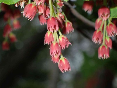 P5150040.jpg (47.15 KiB) 閲覧された回数 2088 回 ベニドウダンツツジ