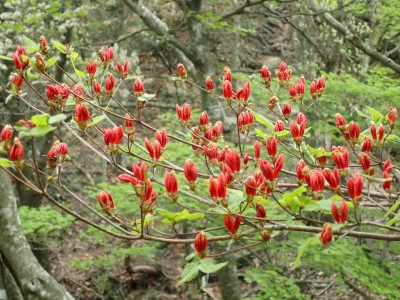 P5150057.jpg (102.47 KiB) 閲覧された回数 2089 回 ヤマツツジ