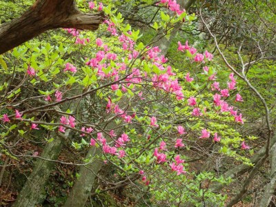 P5150061.jpg (151.38 KiB) 閲覧された回数 2091 回 ミツバツツジ(?)