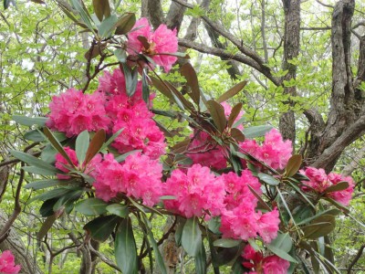 P5150099.jpg (121.43 KiB) 閲覧された回数 2093 回 ホンシャクナゲ