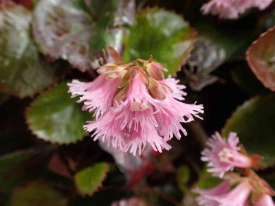 P5150144.jpg (47.29 KiB) 閲覧された回数 2092 回 イワカガミ